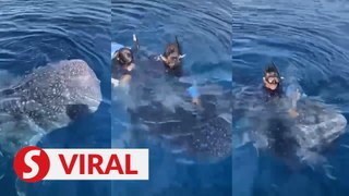 Divers upset over man in viral video riding whale shark in Semporna