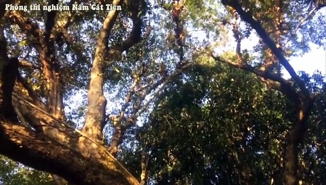 Mèo rừng ở Vườn quốc gia Cát tiên. Leopard cat in Cát Tiên national park