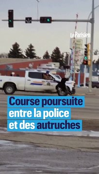 «Qui a joué à Jumanji ?» : la folle course-poursuite entre des autruches et la police canadienne