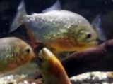 Animals attack - piranha attack - piranha attack piranha_HIGH
