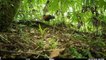 A rare, endangered bird hadn't been seen for 140 years — but was just caught on video, scientists say