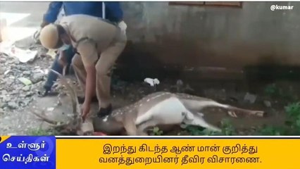 Download Video: மர்மமாக இறந்து கிடந்த மான் - வனத்துறையினர் விசாரணை