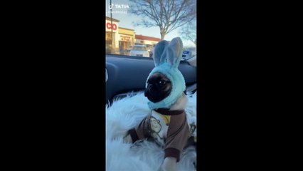 Get A Pet They Say, It Will Be Fun They say | Cute Cats And Dogs Compilation