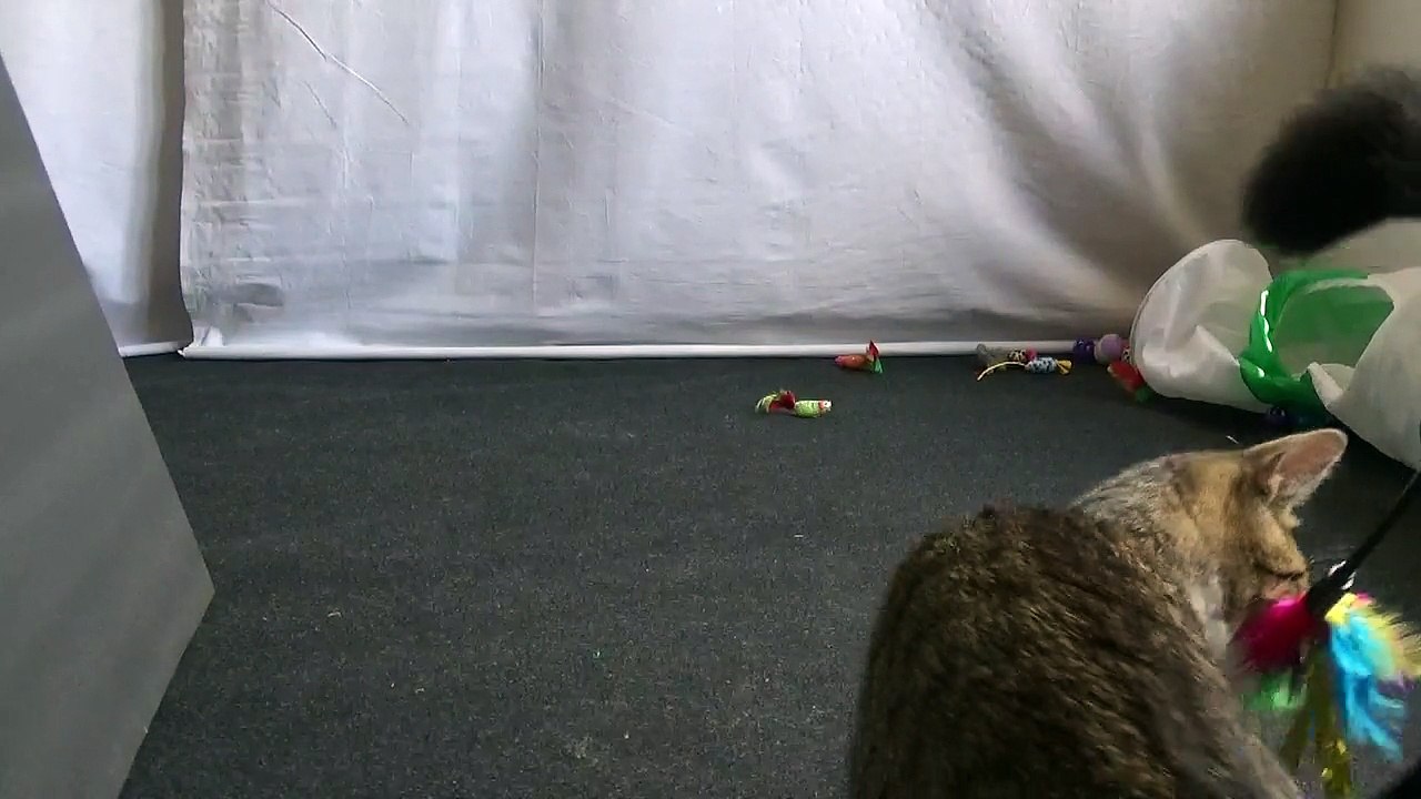 The Hunter Cat