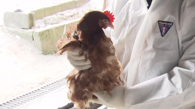 이천 산란계 농장서 AI 항원 검출...17만1천마리 살처분 착수 / YTN