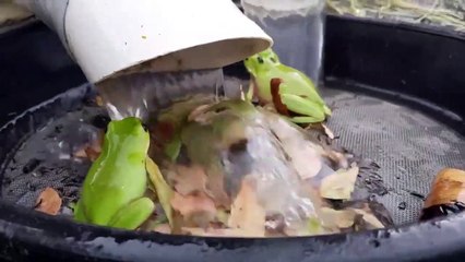 Cette grenouille se fait un petit spa... Soin drainant du dos