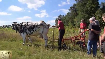 formation  traction bovine, premier épisode, Jo et Pascal Durand,  août 2022