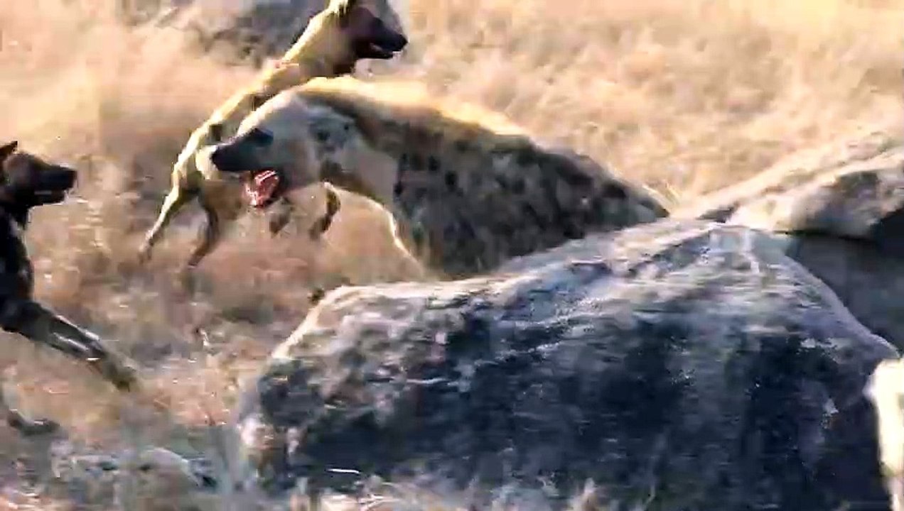 Vicious attack on hyenas by pack of wild dogs_HIGH