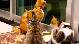Cute and Funny Cats & Kittens Compilation