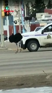 Kanada'da Devekuşları Kaçtı Polis Kovaladı #shorts #devekuşu #kanada #polis #barınak #hayvan