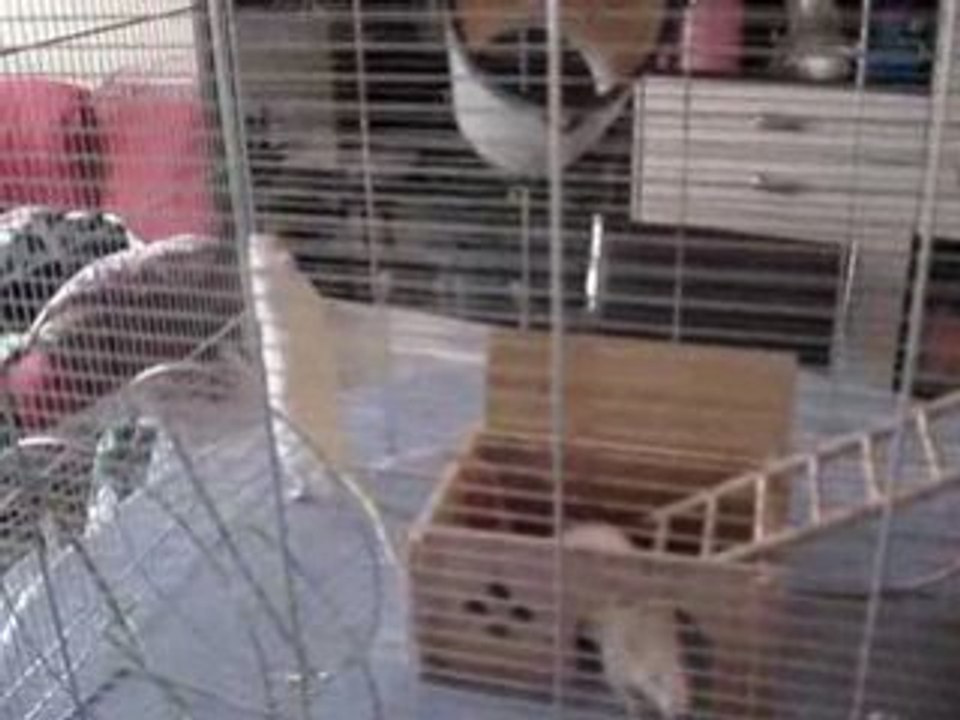 ms rat