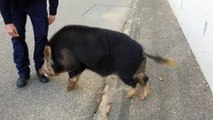 Un sanglier dans les rues de Bagnols sur Ceze