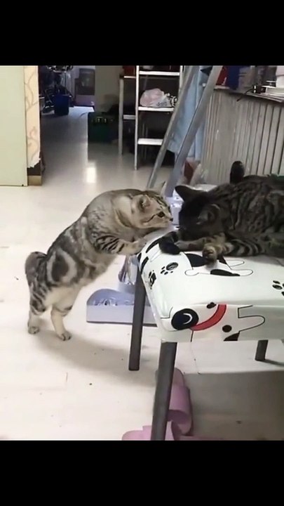 Cat Amazing videos
