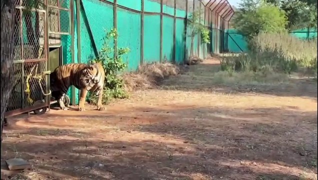 MHTR : बाघ की बनाई कुंडली, मुकुन्दरा में शुभ संयोग में किया प्रवेश,खुश रहेगी बाघ-बा​घिन की जोड़ी,जंगल में होगा मंगल ही मंगल