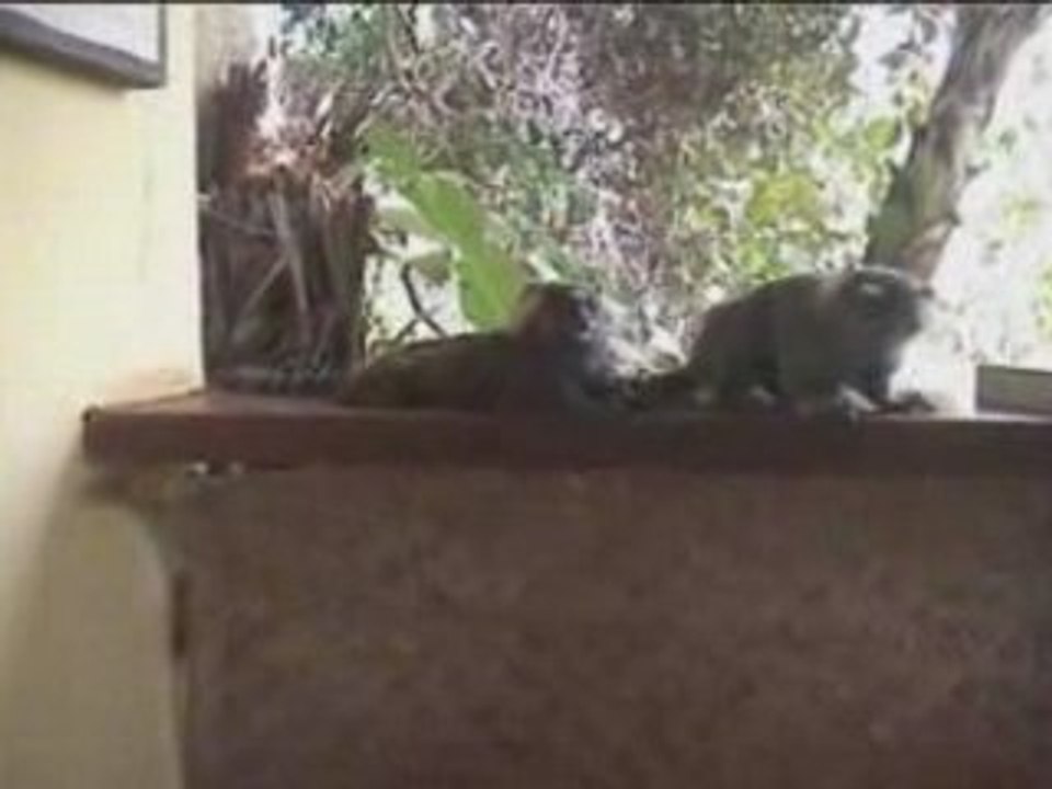 Brésil 2007-Singes au restaurant