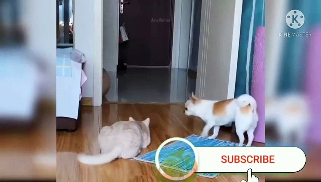 funny cat