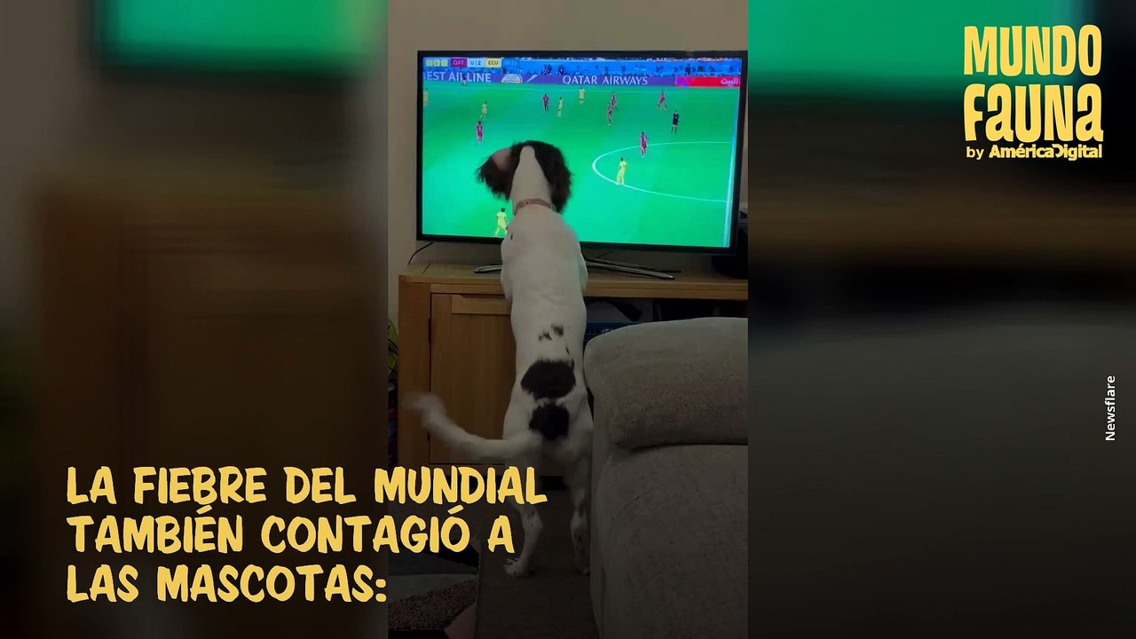 Emocionada perrita persiguió una pelota de fútbol en la televisión mientras veía un partido de Qatar