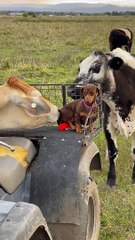 Sausage Dog Isn't Sure What to Think About Cows