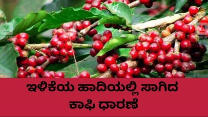 ಕೊಡಗು: ಬೆಳೆಗಾರರ ಸಮಸ್ಯೆ-ಸವಾಲುಗಳ ನಡುವೆ ಹೇಗಿದೆ ಇಂದಿನ ಕಾಫಿ ಬೆಲೆ?