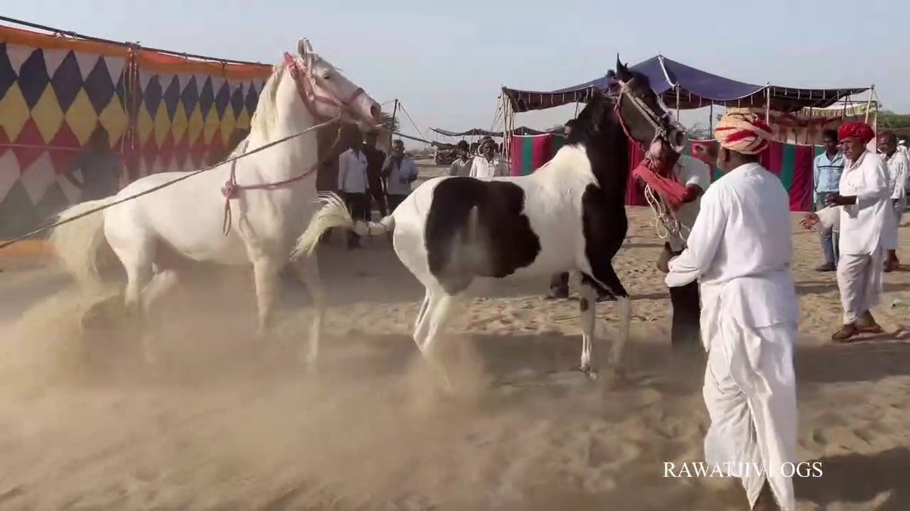 Horse mating process