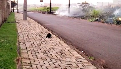Bombeiros refrescam e resgatam porco-espinho em ocorrência de incêndio; veja o vídeo