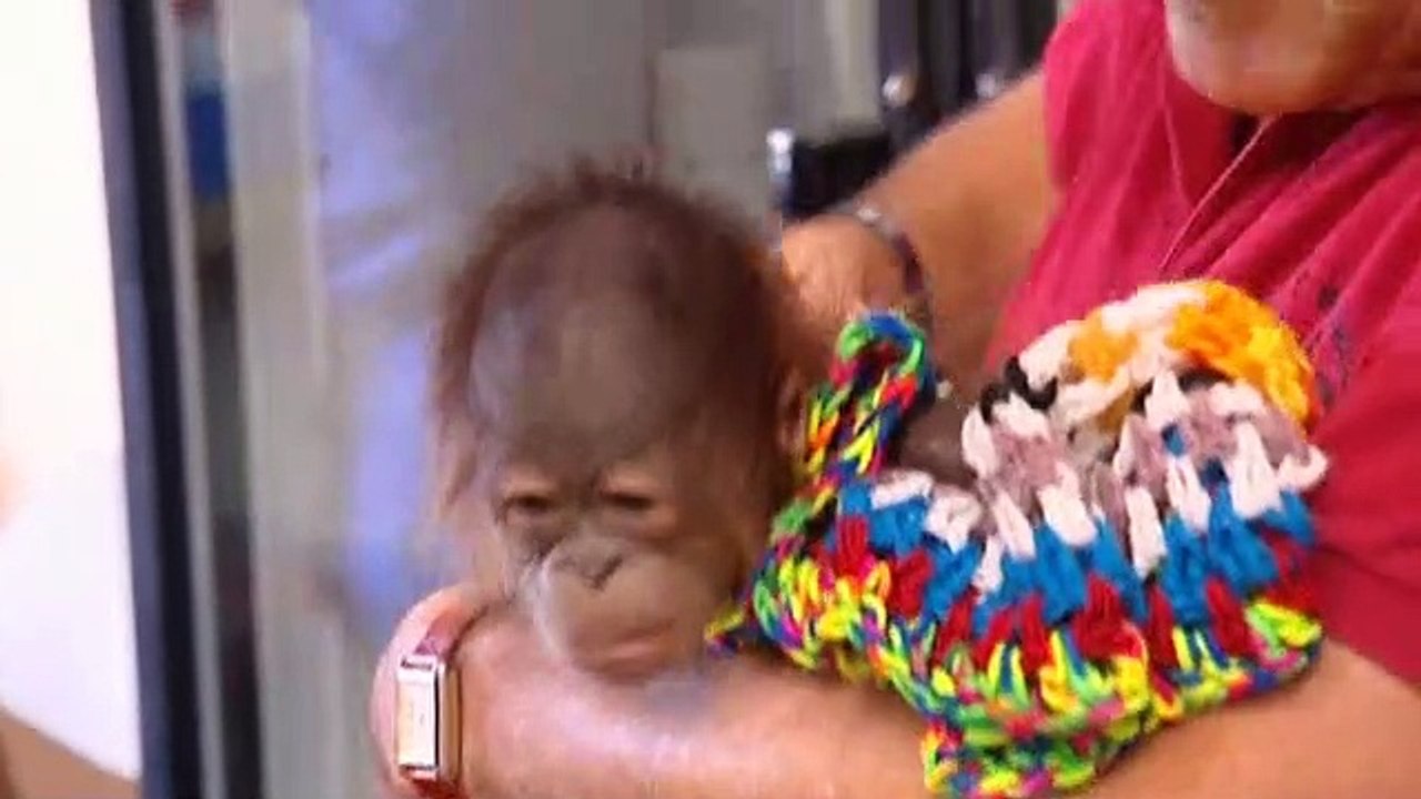 Monkey Life S01E07