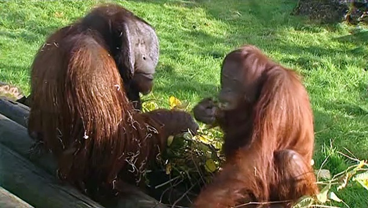 Monkey Life S01E10