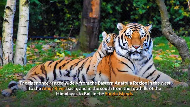 Tiger || Facts, Characteristics, and Description!