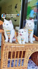 Cat's Family | Ram Shorts   #ramshorts #shorts