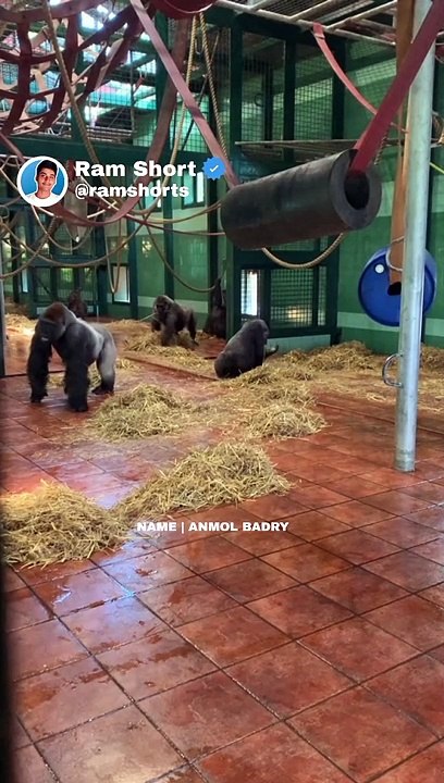Gorilla   | Ram Shorts   #ramshorts #shorts