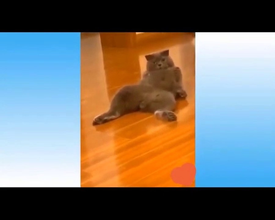_ Funny Animals #Part 5