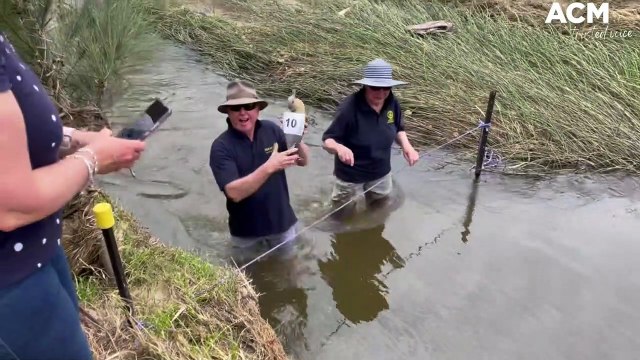 Exciting finish in the 2022 Great Corporate Duck Race | November 27, 2022 | Western Advocate