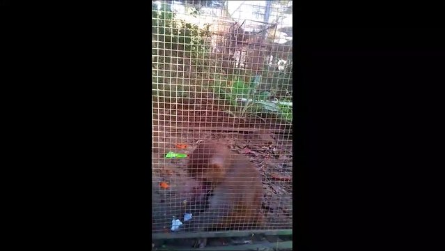 Funny Monkey Chews Bubble Gum And Toffees