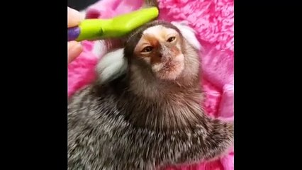 Finger Monkeys Cute and Funny Video Of Common Marmoset Monkey 2022
