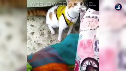 Momen Ketika Kucing Bisa Ngomong Lucu! Mulai Dari Tahu Bulat Hingga banyak yg lain