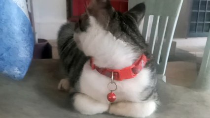 GELAGAT SI COMEL KETIKA HUJAN LEBAT