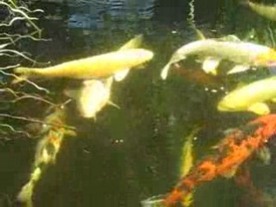 MVI_7596