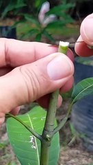 MANGO BASIC CLEFT GRAFTING TECHNIQUE