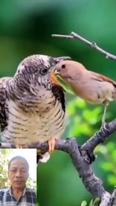 Burung saling berbagi