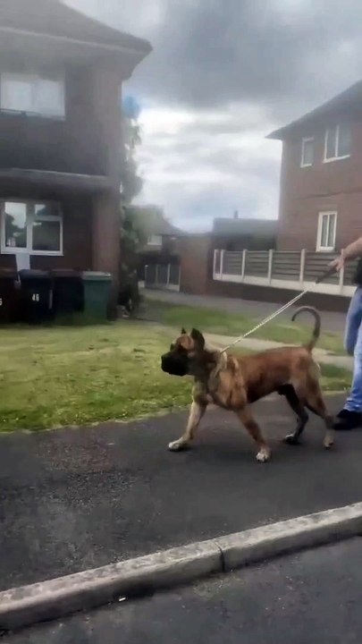 Dog lovers