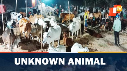 Unknown animal, lumpy skin disease and leopard fears grip these Odisha villagers