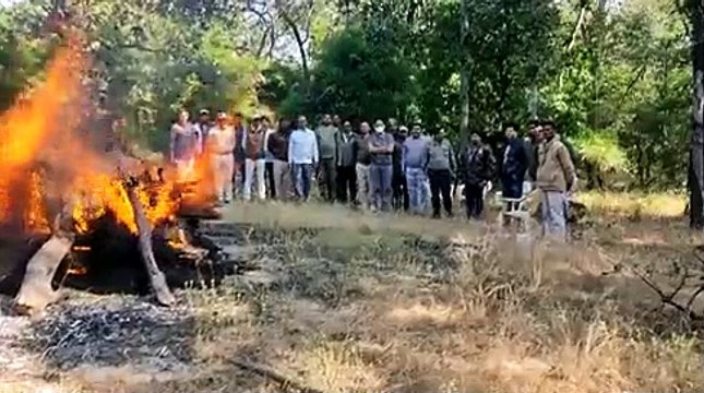 Bandhavgarh Tiger Reserve : फिर बाघ से लड़ाई में तेंदुए की मौत, एक सप्ताह के अंदर 3 शावकों की मौत