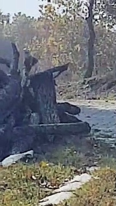 Difficult to meet it, finally I meet the squirrel in my village