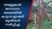 കോന്നി: അള്ളുങ്കൽ ജനവാസ മേഖലയിൽ കാട്ടാന ഇറങ്ങി കൃഷികൾ നശിപ്പിച്ചു