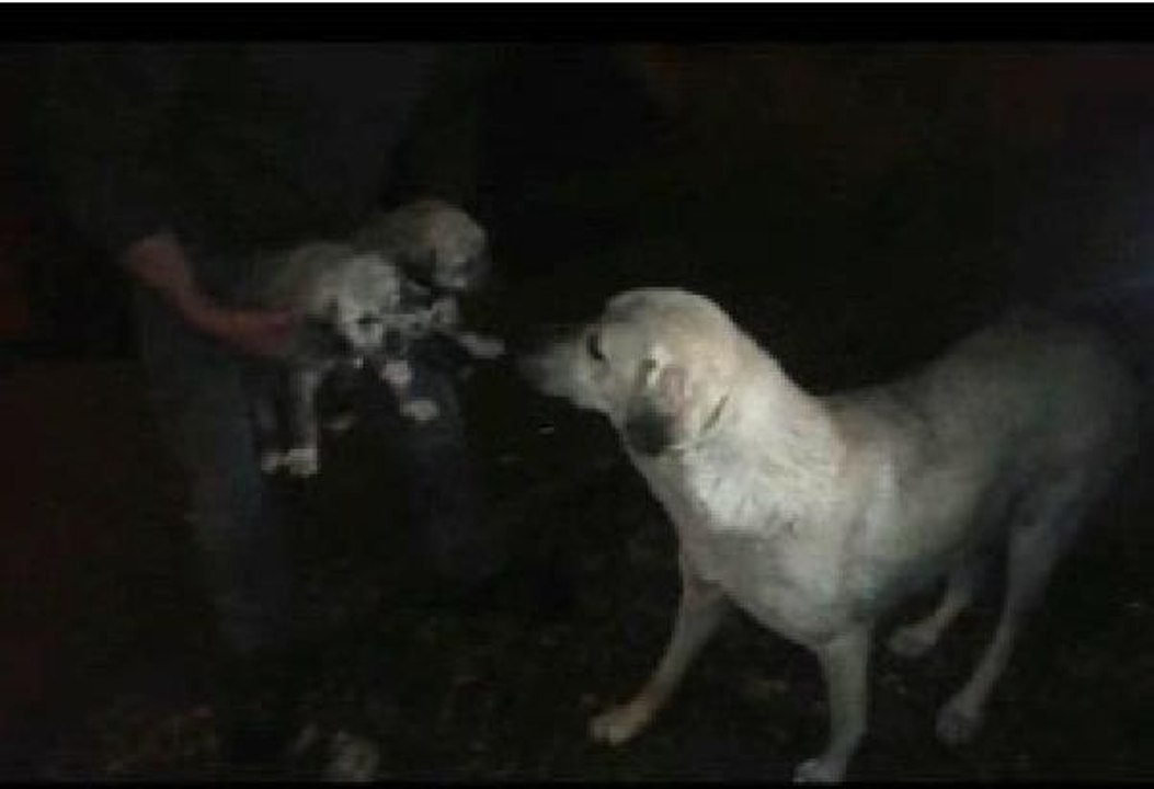 ANNE KÖPEK KANALA DÜŞEN YAVRULARININ KURTARILMASINI BEKLEDİ