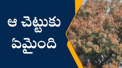 నల్గొండ: వేప చెట్లకు కొత్త రకం వైరస్.. చర్యలు తీసుకోవాలని డిమాండ్