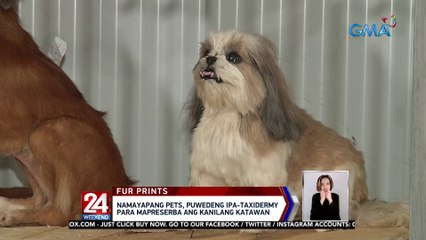 Namayapang pets, puwedeng ipa-taxidermy para mapreserba ang kanilang katawan | 24 Oras Weekend