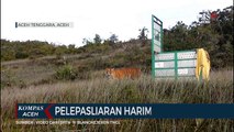 Pelepasliaran Harimau Sumatera di TNGL
