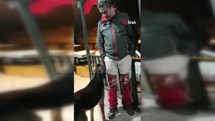 Kendini sevdirmek isteyen köpeğin çabası gülümsetti