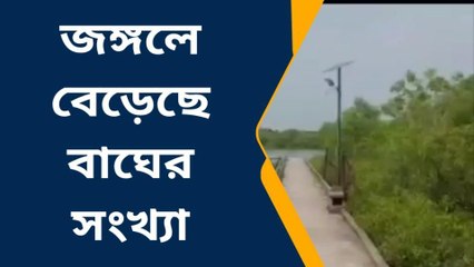 গোসাবা: বেড়েছে বাঘের সংখ্যা! কতটা তৈরী বনদফতরের আধিকারিকরা?